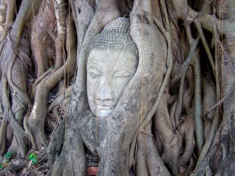 Buddha head statue in the tree root at Ayutthaya,Thailand. Stock Photos