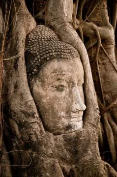 Buddha head strangled by the roots Stock Photos