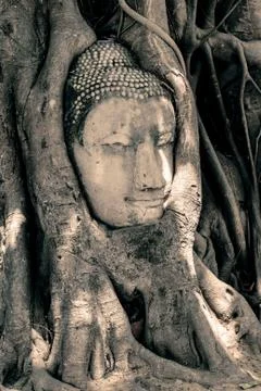Buddha head surrounded by roots Stock Photos