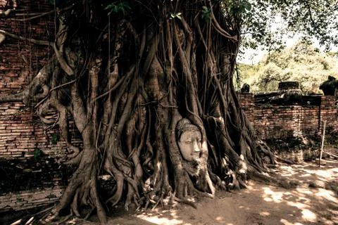 Buddha head surrounded by roots Stock Photos