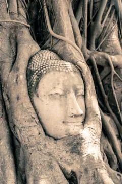 Buddha head surrounded by roots Stock Photos