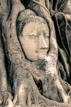 Buddha head surrounded by roots Stock Photos