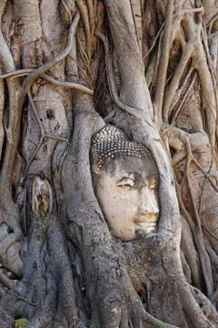 Buddha Head Surrounded By Roots Stock Photos