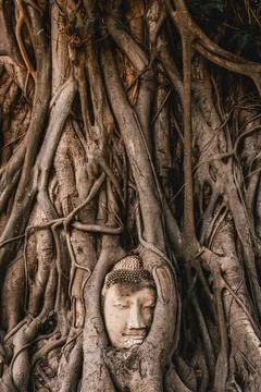 Buddha head in a tree, Ayyuthaya Stock Photos