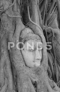 Buddha head in the tree. Stock Photos