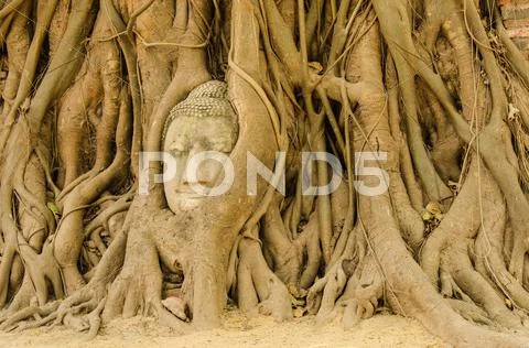 Buddha head in the tree. Stock Photos