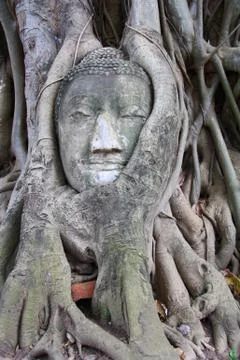 Buddha head in tree Stock Photos
