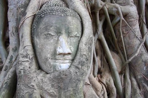 Buddha head in tree Foto stock