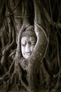 Buddha head in tree Stock Photos