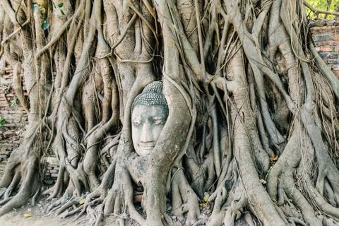 Buddha head in tree Stock Photos