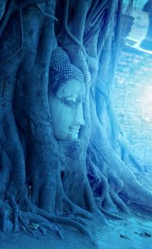 Buddha head in the tree Stock Photos