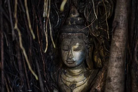 Buddha head in tree Stock Photos