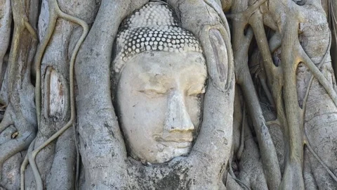 Buddha head in the tree roots in Ayutthaya historical park Wat Mahathat temple. Video stock 306664746