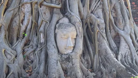 Buddha head in the tree roots in Ayutthaya historical park Wat Mahathat temple. Video stock 309416662