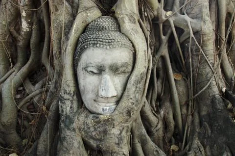 Buddha head in tree roots Stock Photos