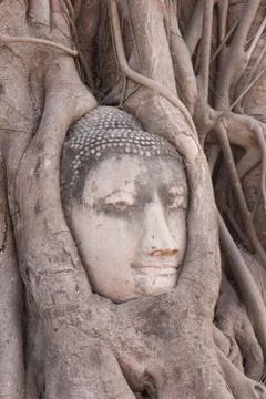 Buddha head in tree roots Stock Photos