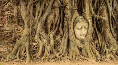 Buddha head in the tree roots. Stock Photos