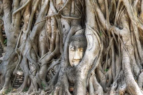 Buddha head in tree roots Foto stock