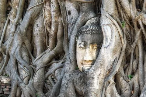 Buddha head in tree roots Stock Photos