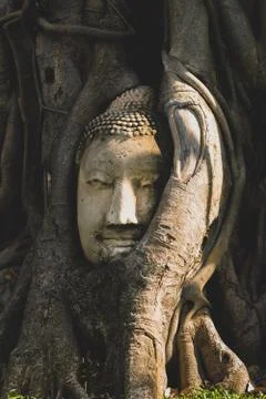 Buddha head in tree roots at Wat Mahathat temple Stock Photos