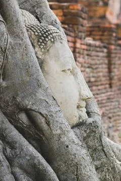 Buddha head in tree roots at Wat Mahathat temple Stock Photos