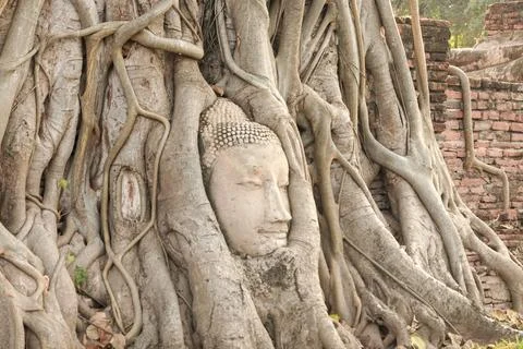 Buddha head within tree roots at Mahathat Stock Photos