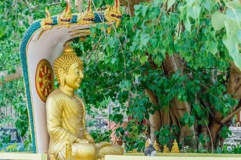 Buddha image under Bodhi tree Stock Photos