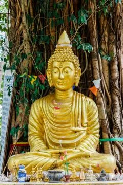 Buddha image under Bodhi tree Stock Photos