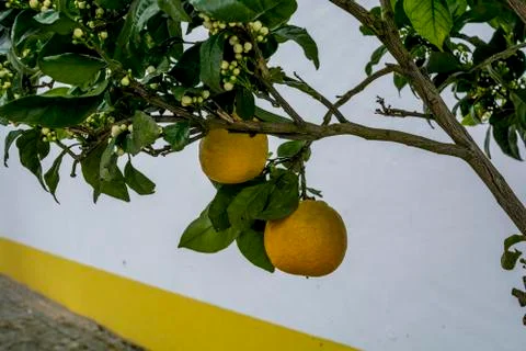 Buddha Park - lemon tree Stock Photos