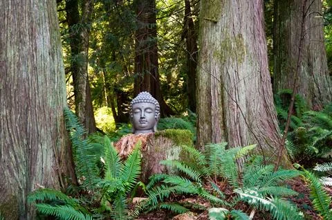 Buddha 库存照片