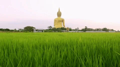 Buddha on rice field. Stock Footage 89999979