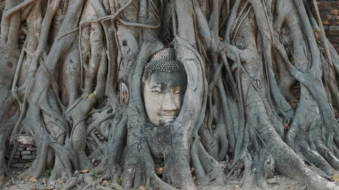 Buddha in the roots of Ayutthaya Stock Footage 101178016