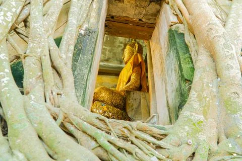 Buddha Statue and Tree Roots Stock Photos