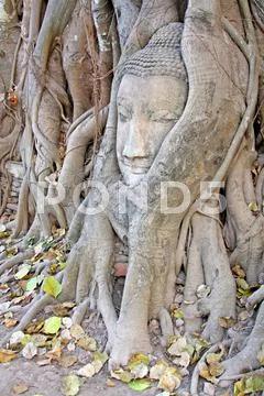 Buddha statue entwined by roots of spiritual tree at wat phra mahathat ayutha Stock Photos