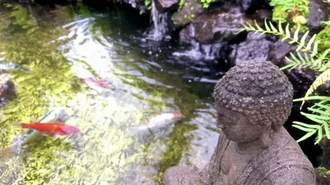 Buddha statue overlooking koi fish pond  Видео 333694616