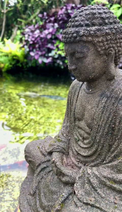 Buddha statue overlooking koi fish pond  库存影片 333694688