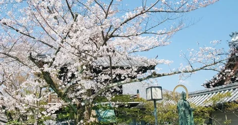 Buddha statue, shrine and cherry blossom, Kyoto, Japan, pov, low angle, 4k Video stock 106612969