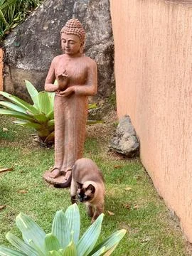 Buddha statue with siamese cat Stock Photos