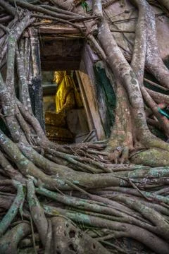 Buddha statue through the tree window Stock Photos