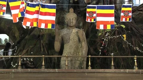 Buddha statue under the big tree in Colombo, Sri Lanka. Stock Footage 62300620
