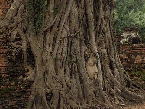 Buddha tree Stock Footage 81132063