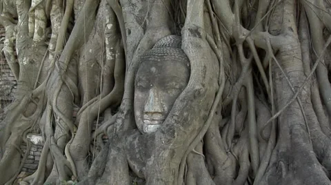 Buddha in Tree Roots at the Temple Ruins of Wat Phra Si Sanphet Ayuthaya Vídeos de archivo 38608807