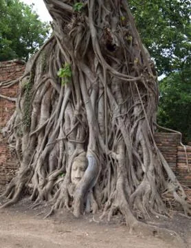 Buddhahead in a tree in the temple complex Wat Maha That in Ayutthaya. Stock Photos