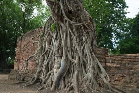 Buddhahead in a tree in the temple complex Wat Maha That in Ayutthaya. Stock Photos