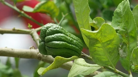 Buddha's fingers fruit shaking with wind Stock Footage 77071051