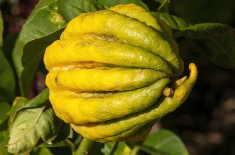 Buddha's hand fruit in the sunshine Stock Photos