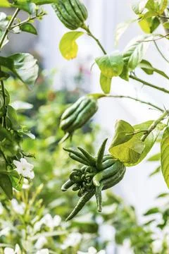Buddhas hand fruit on the tree in the garden. Citrus medica. Fingered citron Stock Photos