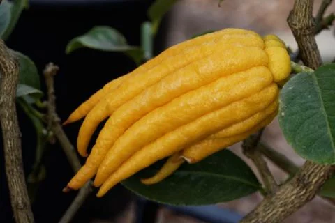 Buddha's hand Foto stock