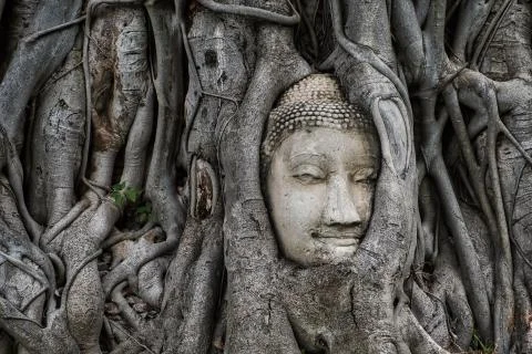 Buddha's Head in Banyan Tree copy Stock Photos