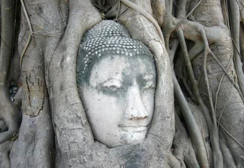 Buddha's head is embedded in tree roots Stock Photos